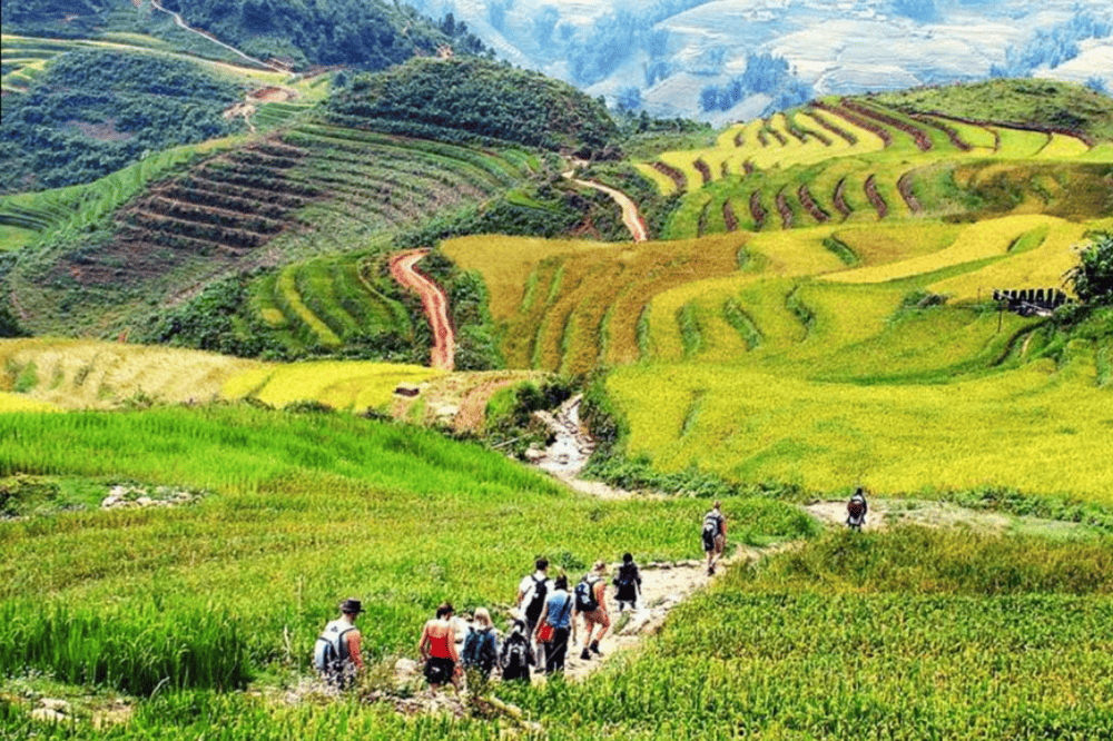 The peak time for visiting Muong Hoa Valley when rice fields turn brilliant golden yellow (Source: Khoan Lang - Google Map)